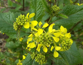 Fleur de Moutarde
